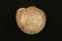 藏品(臺灣盾蝸牛)的圖片